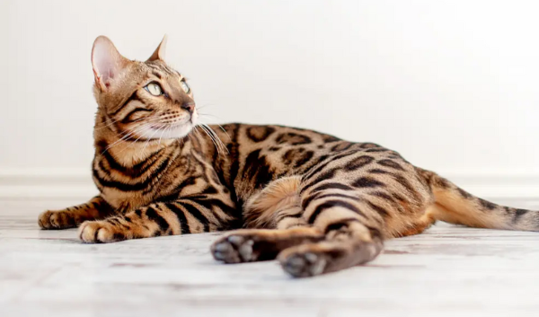 bengal cat breed